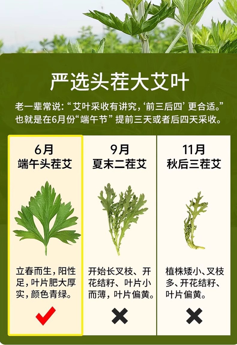 艾草叶